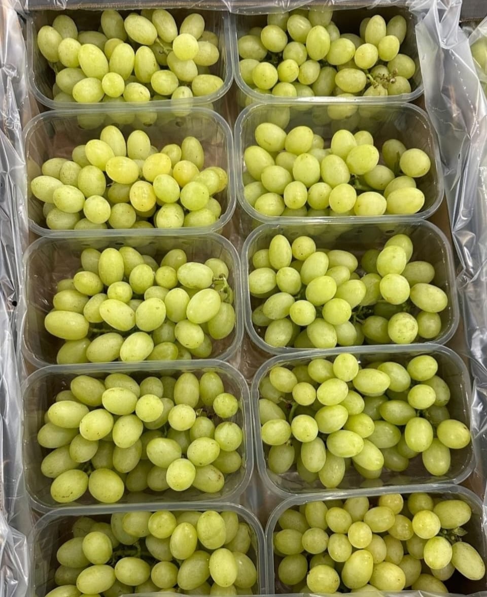 Fresh Thompson Seedless Grapes