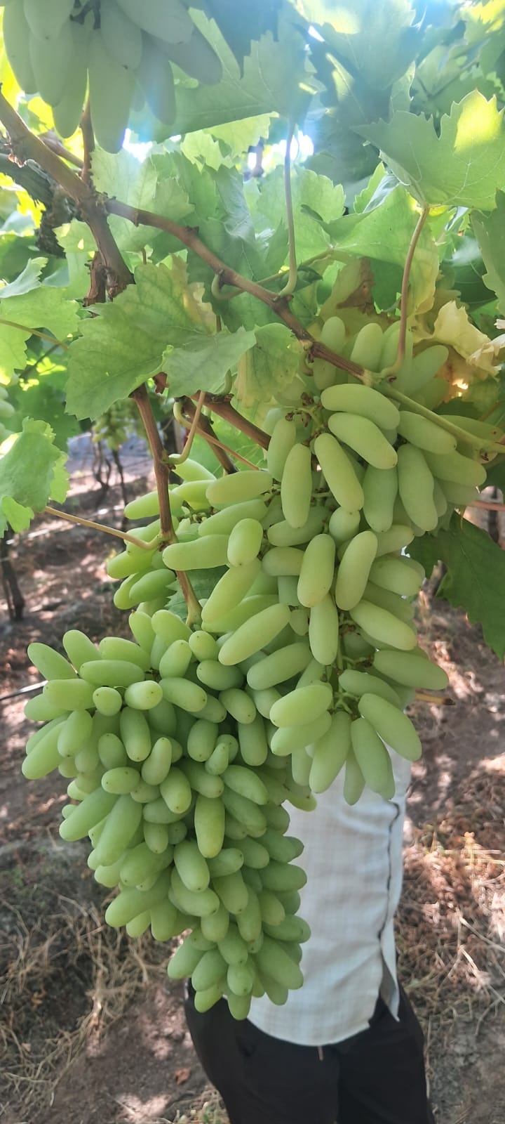 grapes10