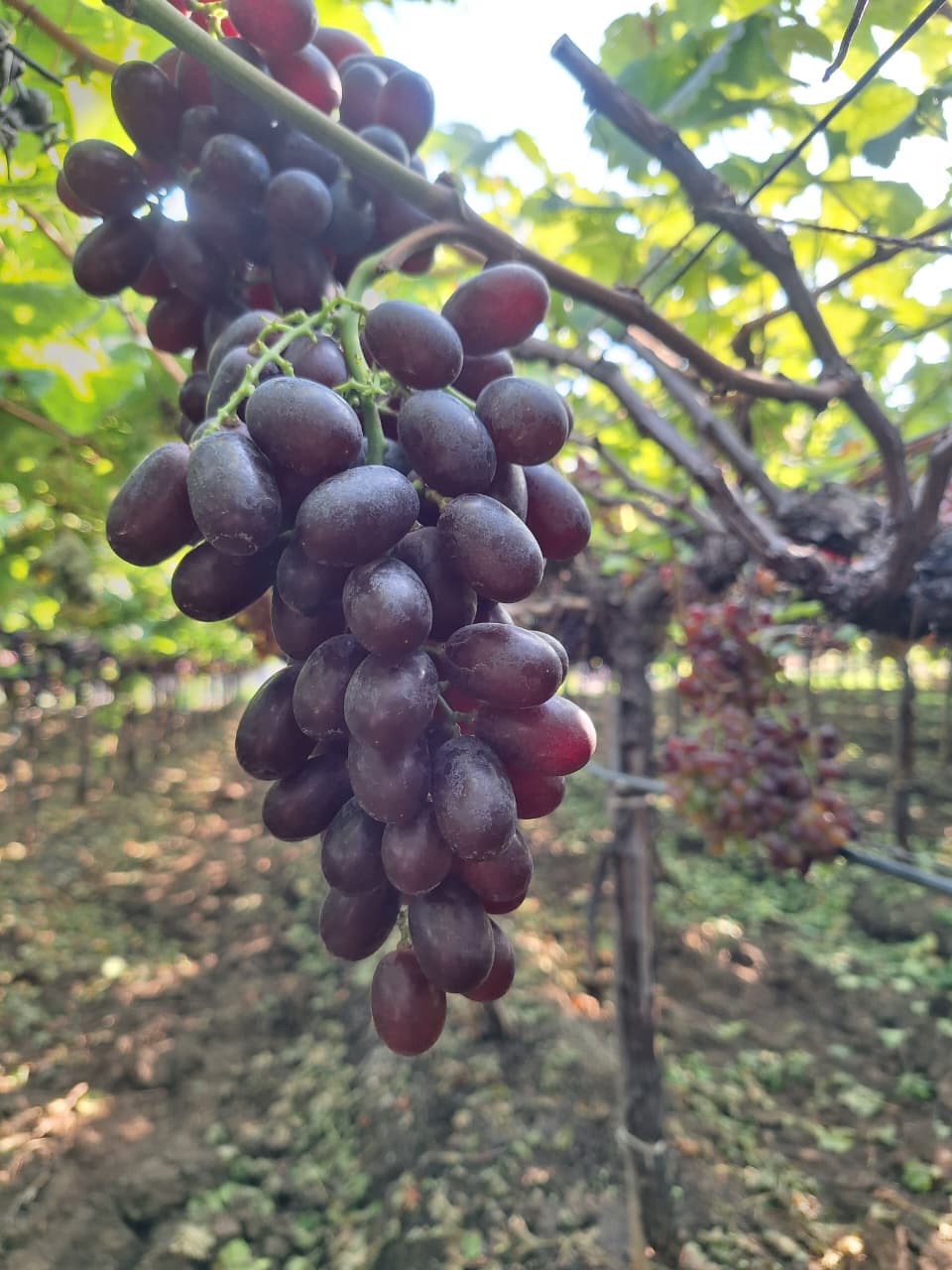 Fresh Black Jumbo Grapes
