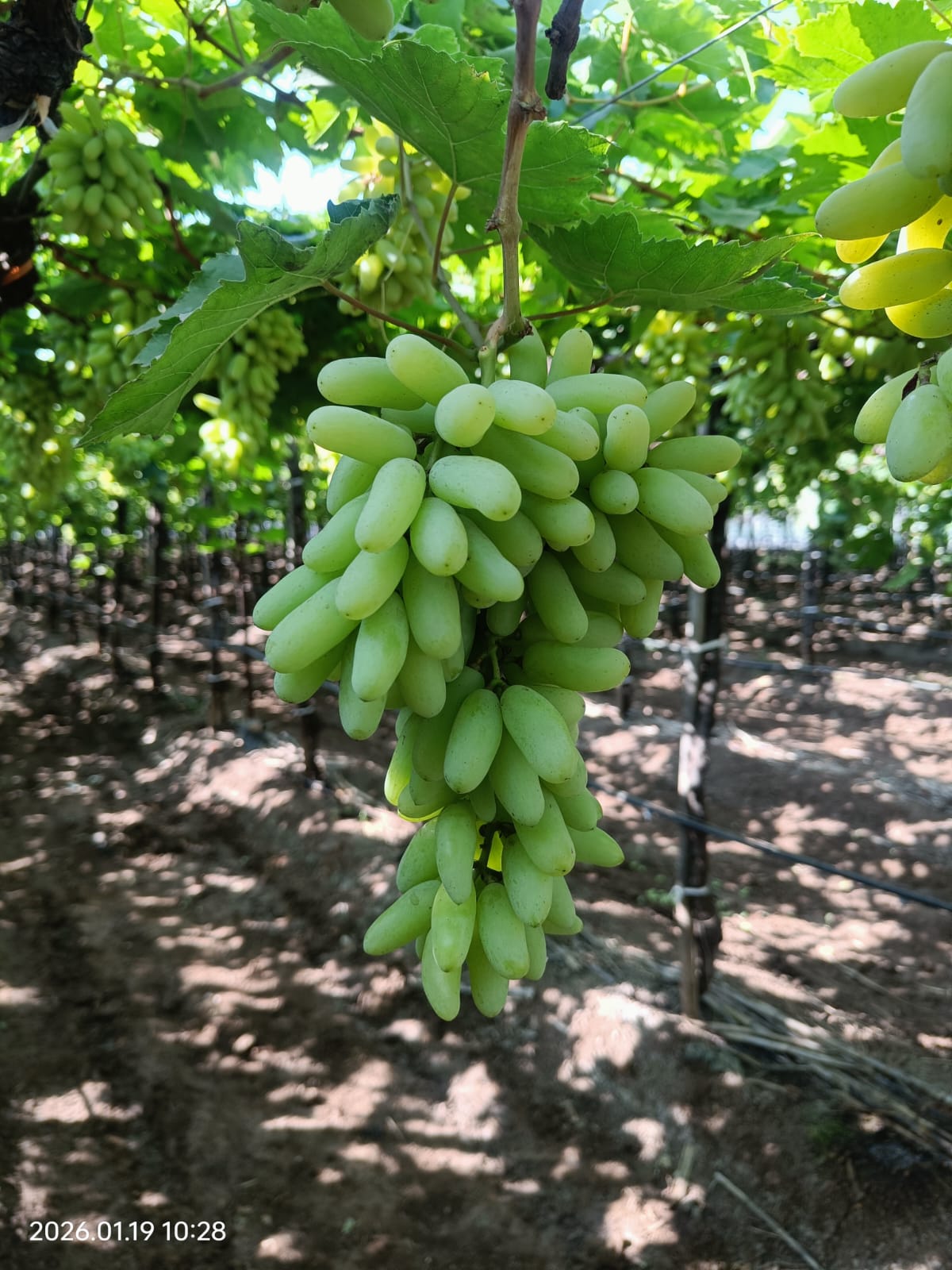 grapes4