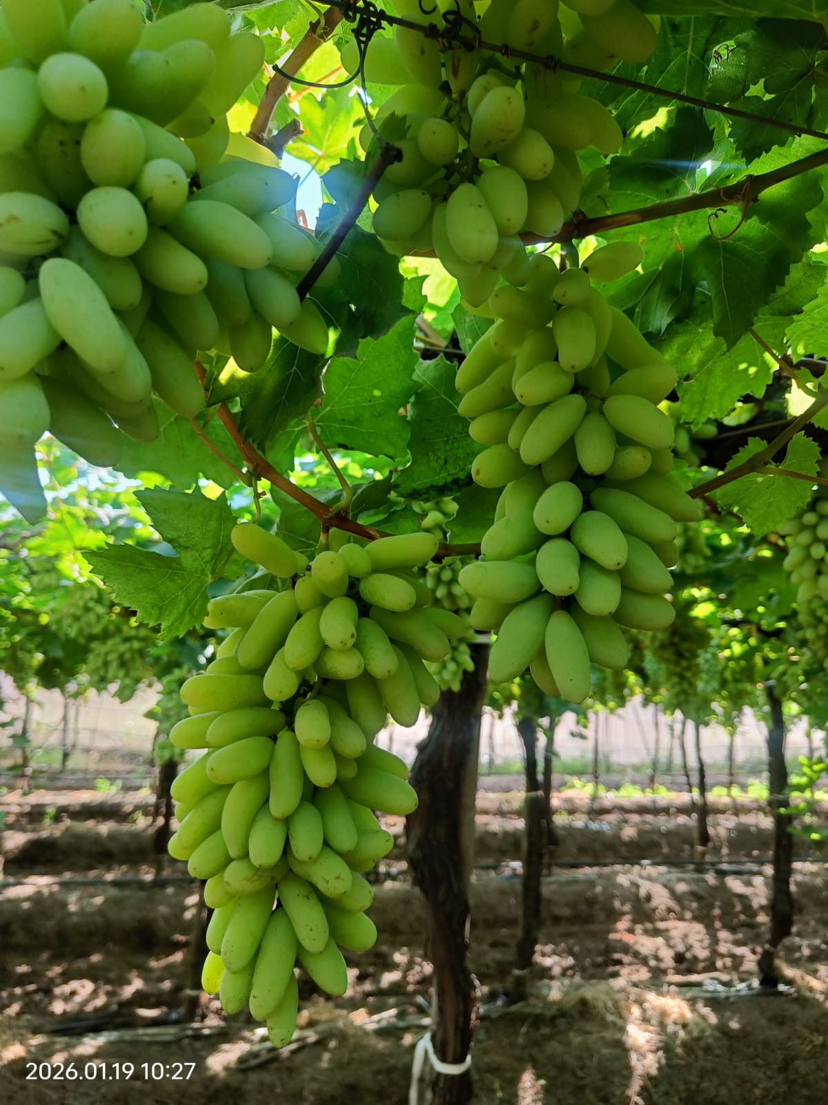 grapes6