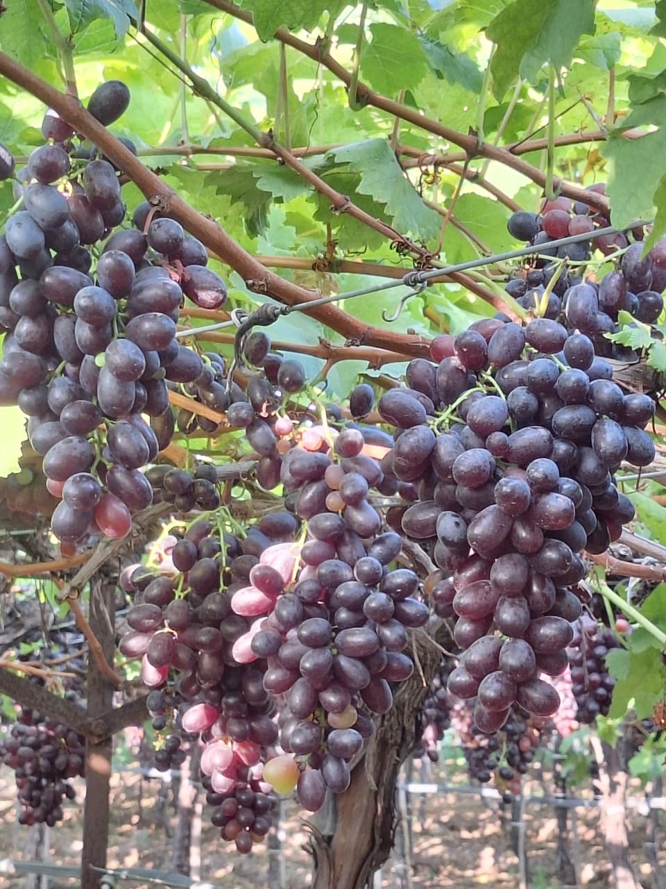 grapes7