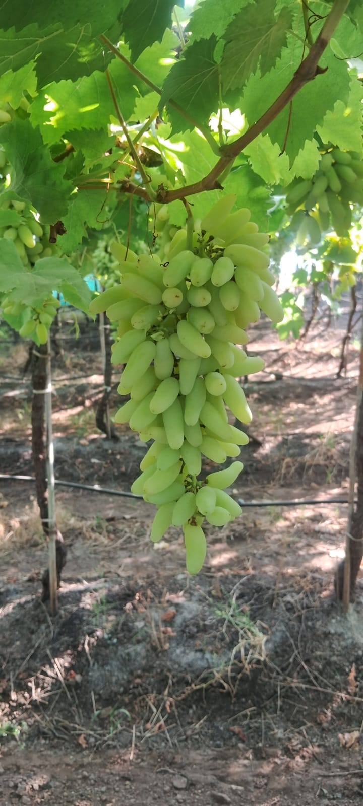 grapes8