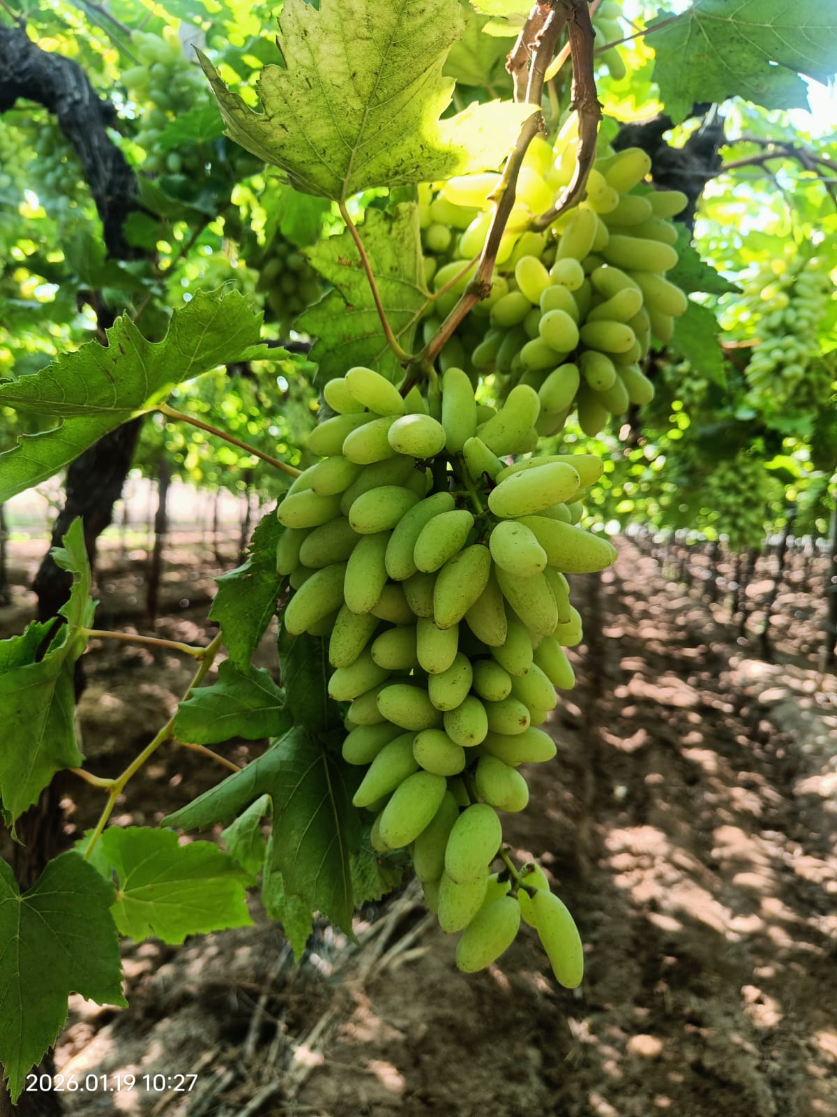 grapes9