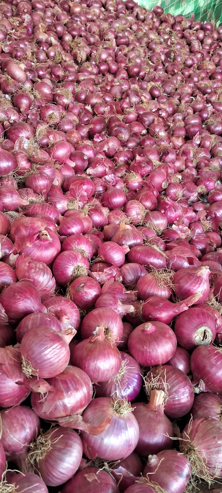 onion