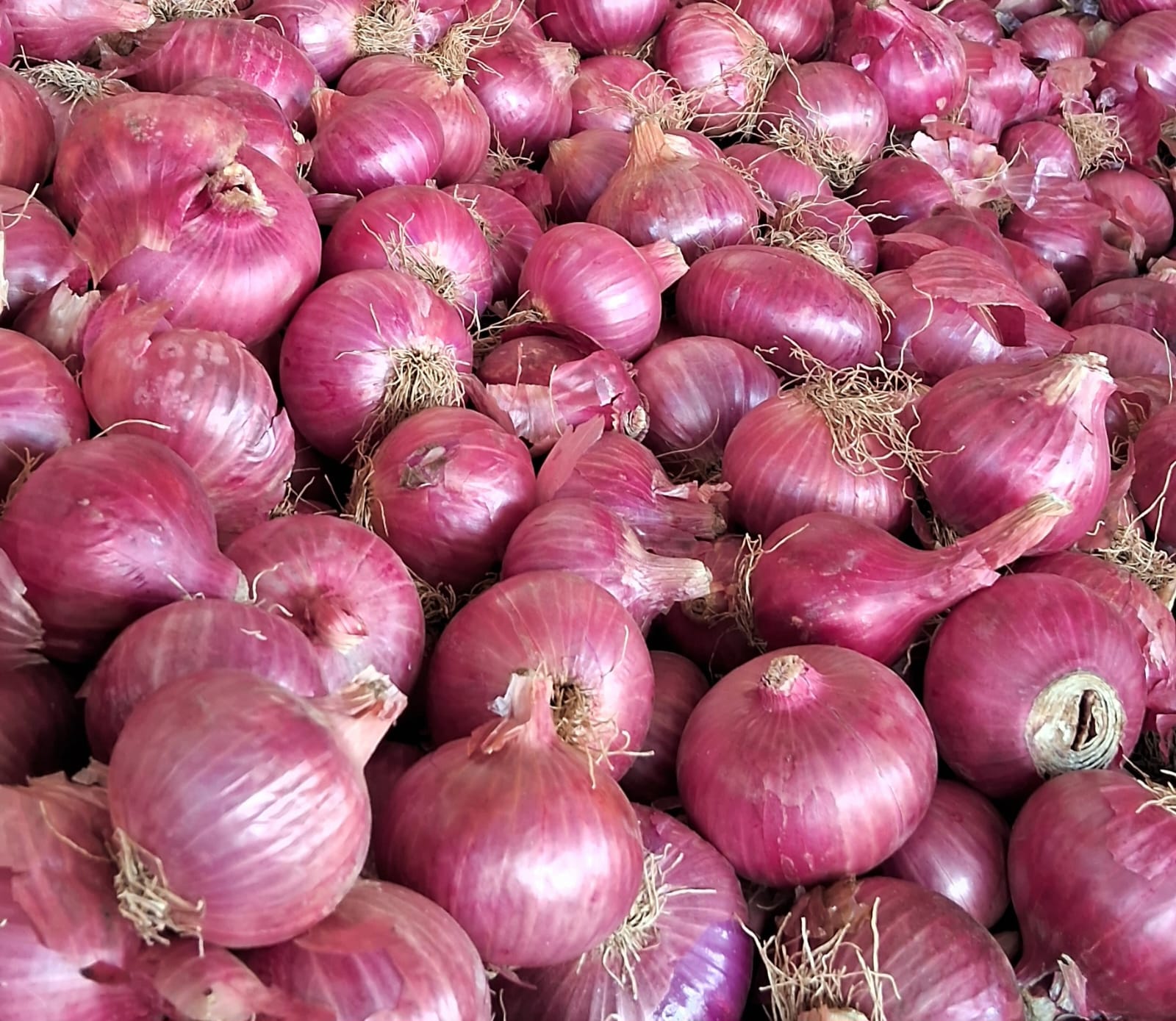 onion_1