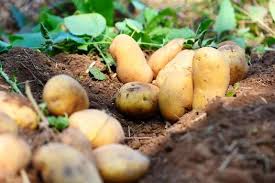potato